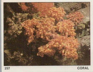 Top Sellers Card - Animals of The World - Card No 257 - Coral - Picture 1 of 2