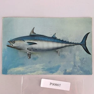 Bonito Game Fish Florida Gulf Stream Fishing 1950s Postcard Kodachrome 1956 - Picture 1 of 2