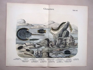 1868 HANSELMANN HC LITHOGRAPH barnacle, centipede, duck clam, horseshoe crab - Picture 1 of 2