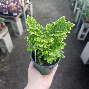 Selaginella | Frosty Fern | 4 Inch Pot Fern Terrarium - Picture 1 of 3