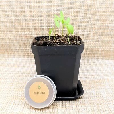 Semillas de berenjena orgánicas no transgénicas Foto 1 de 3