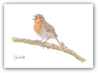 SINGING ROBIN WILDLIFE GREETINGS CARD -Print From Original Bird Drawing 