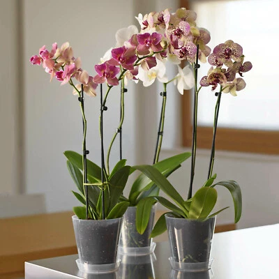 EURO3PLAST Orchideentöpfe mit Untersetzer in 3 Größen 14 cm 16 cm 18 cm Ø Orchideentopf