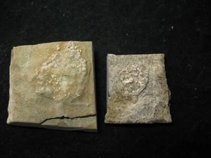 Karbon Mississippi Bangor Kalkstein Crinoid Fossil - Taxocrinus (F) - Bild 1 von 4