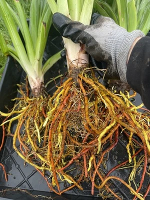 Three Bare Root Torch lily Rhizomes.  Perennial  - Image 1 of 4