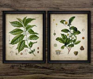 Impresión de plantas de café y té, arte de pared botánico vintage, decoración de cocina rústica - Imagen 1 de 1
