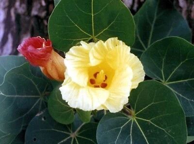 Thespesia Populnea 15 Seeds, Indian Tulip Portia Tree Flowering Pacific Rosewood - Image 1 of 4