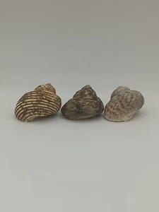 3 Pcs Natural Hermit Crab Shells Medium Sea Turbo Shells Rufly 1 in opening - Picture 1 of 6