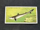 1935 John Player & Sons Sea Fishes Card # 5 Tope (vg/ex)