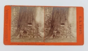 American Scenery C.L. Estanque 655 Big Tree Empire State Stereoview - Imagen 1 de 4