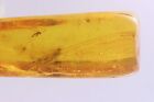 Rare Odonata Dragonfly Wing and Gnat Macrocerinae Baltic amber #12391
