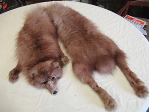 Real Fox Fur Stole Russ & Winkler Edinburgh, Unusual Colour, Whole Fox Taxidermy - Picture 1 of 10