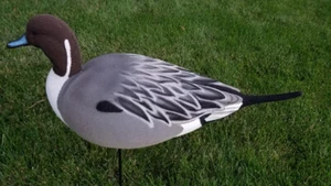 Pintail Decoy Full Body Flocking Kit - Bild 1 von 4