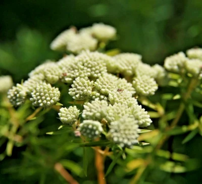 1000 ASCLEPIAS VERTICILLATA Seeds (Whorled Milkweed) Perennial Butterfly Flower - Image 1 of 3