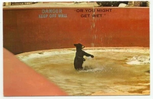 Hudson NH Benson Animal Farm Black Bear Postcard New Hampshire - Picture 1 of 2