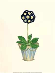 James Sowerby "Redman's Metropolitan Auricula" Green Fine art print collectible - Picture 1 of 2