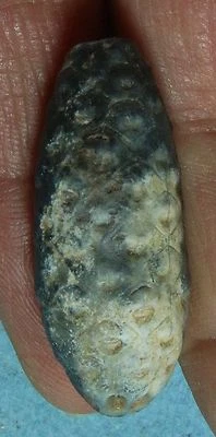 Cono de cola de caballo fósil de calcedonia - Sáhara Occidental Foto 1 de 4