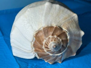 Beautiful Lightning Whelk Seashell 10in long x 5.5in wide 1lb 14.6oz. item#10 - Picture 1 of 24