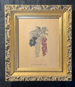 Hand Colored Lithograph G. Severeyns Groseilliers I Grappes Et Cassis Gold Frame - Picture 1 of 5