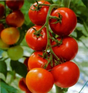 tropical red tomato : true breed vegetable seeds - Picture 1 of 2