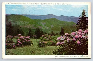 Postcard Rhododendron In Bloom on the Mountain Near N.C. Tennessee State Line  - Picture 1 of 2