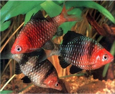 12-Pack Black Ruby Barbs – Unsexed Live Freshwater Fish (Pethia nigrofasciata) - Image 1 of 3
