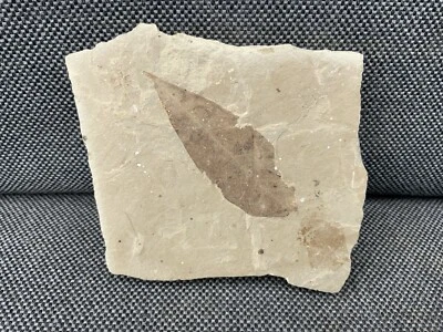 Fossil Plant Leaf (Unidentified Species), Eocene, Douglass Pass, Colorado, USA - Image 1 of 4