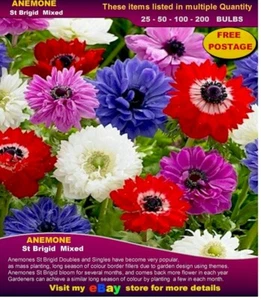 ANEMONE BULBS: St Brigid DB Mix - BULK Listing - Picture 1 of 3