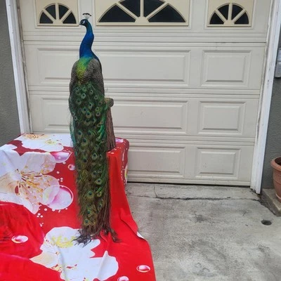India Azul PAVO REAL Taxidermia Cuerpo Completo Montaje Museo Calidad COLA LARGA. Foto 1 de 4