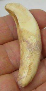 #30 Binh Tuy Vietnam 59mm 100% Natural Tooth Nanh Heo Rung 2 inch Specimen - Picture 1 of 7