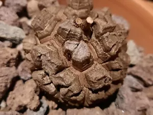 Dioscorea elephantipes, Caudex, Schildkrötenpflanze, Sukkulente, SCHÖN, Selten - Bild 1 von 21