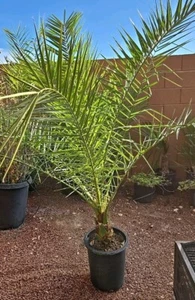 Canary Island, Date / Pineapple Palm Tree, Phoenix Canariensis 11+ Yrs 52+ inchs - Picture 1 of 7