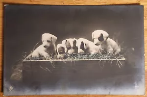 Postal con foto real de cachorros en caja PC 1914 Países Bajos - Imagen 1 de 1