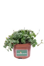 Pianta di Ficus Pumila Variegato pianta da esterno pianta ornamentale vera