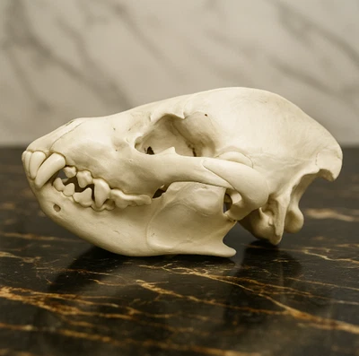 Hyena Skull Anatomical Replica Model - Precision-Crafted Educational Collectible - Image 1 of 4