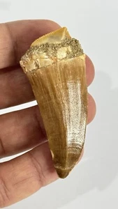 Toller Dinosaurier Fossil Zahn Mosasaurus 6,5 cm 40 bis 70 Millionen Jahre Alt - Bild 1 von 7