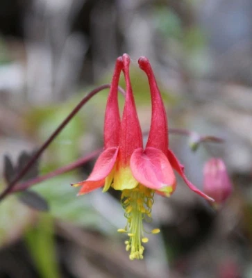 100 Eastern Red Columbine seeds - Aquilegia Canadensis native wildflower organic - Image 1 of 2
