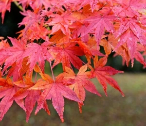 Japanese Red Maple Tree - Live Plant - 36-48" Tall - Outdoor Tree - Branching - Picture 1 of 11