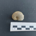 Ammonit Physodoceras, Vierzehnheiligen, Unt.Kimmeridgium, Nördl. Frankenalb