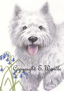 ACEO 2.5" X 3.5" 'WESTIE' Dog Ltd Edition CANVAS PRINT of Watercolour - Picture 1 of 2