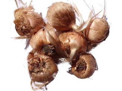 Crocus Sativus Safran - Crocus Sativus - SEM20 - Bild 1 von 4