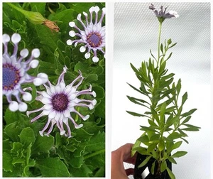 1 Pot Daisy Flower Plant-Osteospermum African/ Spider Daisy-Garden Plant - Picture 1 of 6