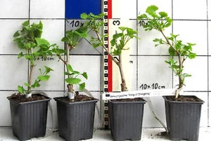 Ginkgo biloba "King of Dongting", weibliche chinesische Fruchtsorte - Bild 1 von 1