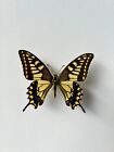 Entomology, Butterfly : Papilionidae Papilio Machaon Verity MOUNTED Vietnam