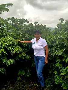 COSTA RICAN COFFEE BEANS DOTA TARRAZU MEDIUM ROASTED 5 BAGS 1 POUND EACH - Picture 1 of 24