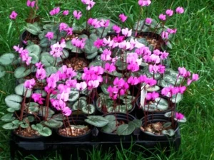 Cyclamen coum. Hardy, winter flowering perennial. - Picture 1 of 8