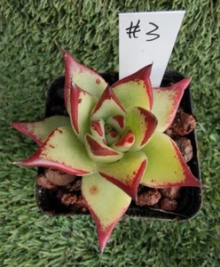 Echeveria Agavoides Yellow Ebony 3cm diameter Succulent - Foto 1 di 4