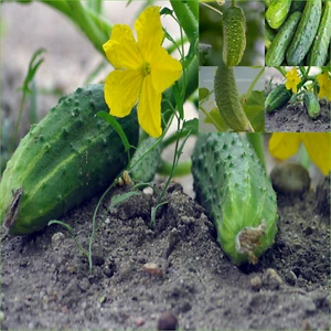 CUCUMBER NATIONAL PICKLER 12 Seeds Bulk VEGETABLES Autumn WINTER Spring SUMMER - Picture 1 of 3