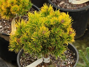 Pinus mugo 'Laarheide' - Mugo Pine *Live Plant - Picture 1 of 8