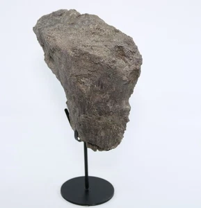 Apatosaurus Dinosaur Fossil Vertebra Process Jurassic Colorado CO COA 7179 - Picture 1 of 12